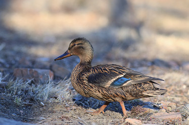 Similar image 10530657