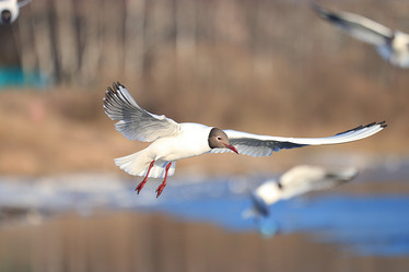 Similar image 10530673