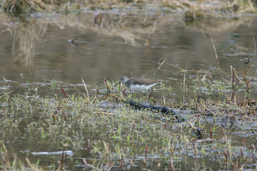 Similar image 10530765