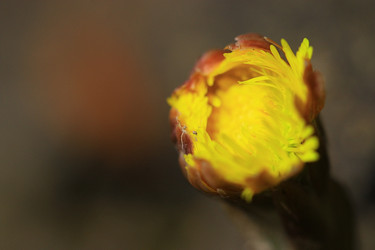 Similar image 10530930