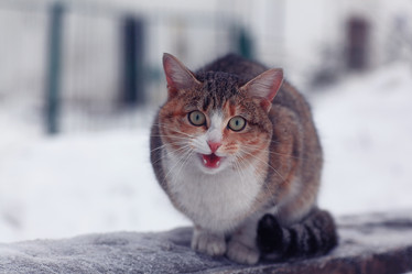 Similar image 10531429