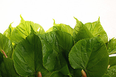 Similar image 10533698