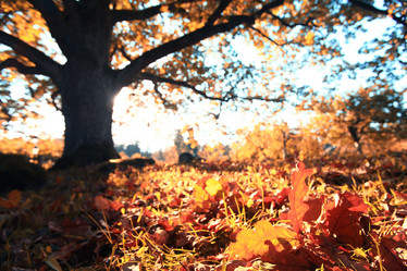 Similar image 10536516