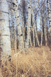 Similar image 10537536