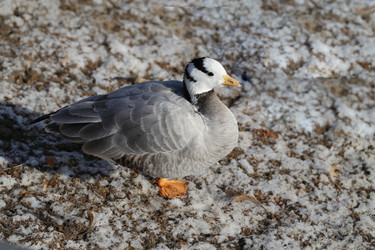 Similar image 10569738