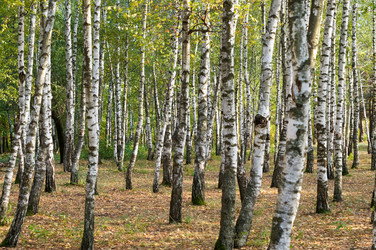 Similar image 10570257