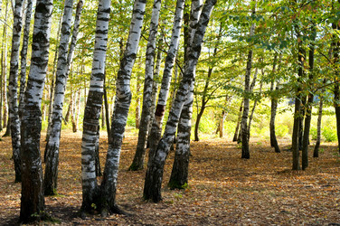 Similar image 10570262