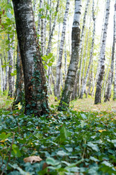 Similar image 10570265