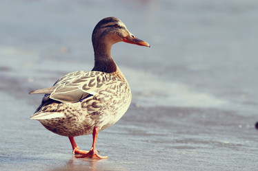 Similar image 10576703