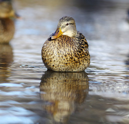 Similar image 10577289