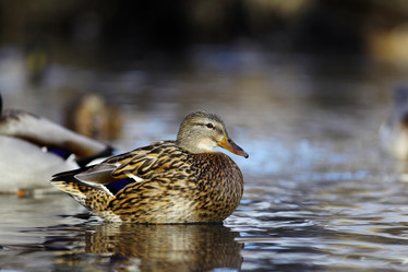 Similar image 10577750