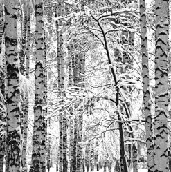 Similar image 10741832