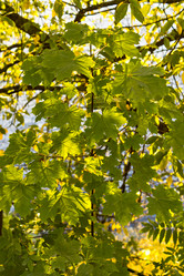 Similar image 10742877