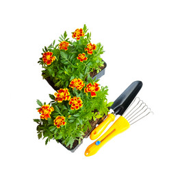 Similar image 10744275