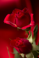 Similar image 10747487