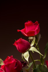 Similar image 10747492