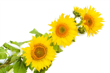 Similar image 10750843