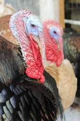 Similar image 10752042