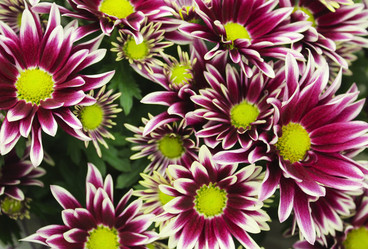 Similar image 10752147