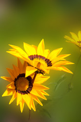 Similar image 10812291