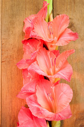 Similar image 10812293