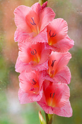 Similar image 10812300