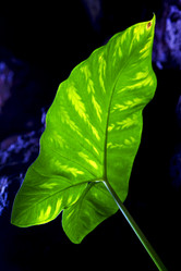 Similar image 10812593