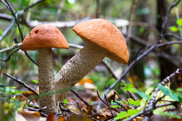 Similar image 10812700