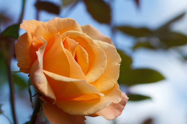 Similar image 10812919