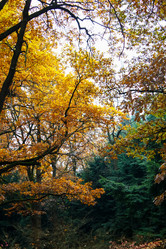 Similar image 10836751