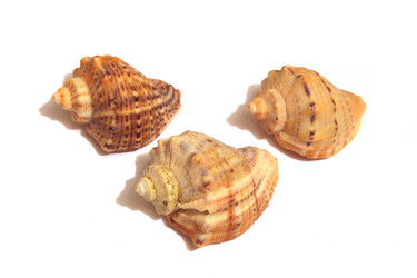 Similar image 10836801