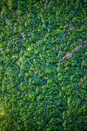 Фотография на тему Текстура зеленого болота | PressFoto