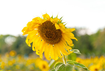 Similar image 10844972