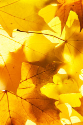 Similar image 10845142