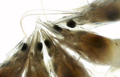 Similar image 10853737