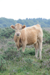 Similar image 10861001