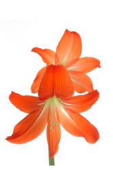 Similar image 10855479