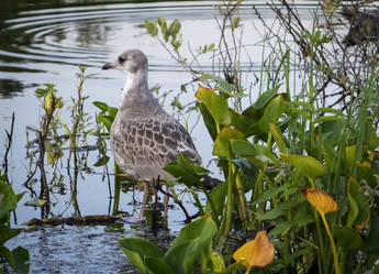 Similar image 10858752