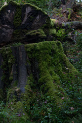 Similar image 10859515