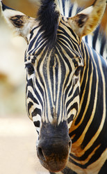 Similar image 10866393