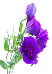 Similar image 10865481