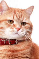 Similar image 10863740