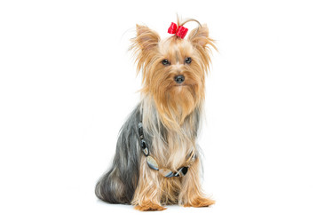 Similar image 10866385