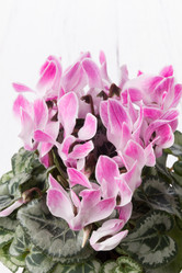 Similar image 10893628