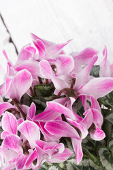 Similar image 10893635