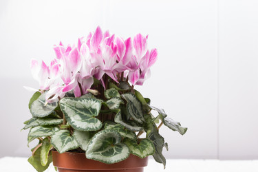 Similar image 10893636