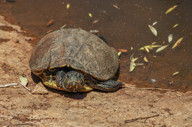 Similar image 10884849