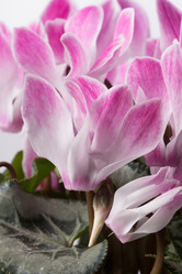 Similar image 10893586