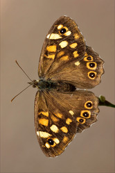 Similar image 10905280