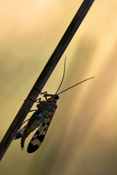 Similar image 10896600